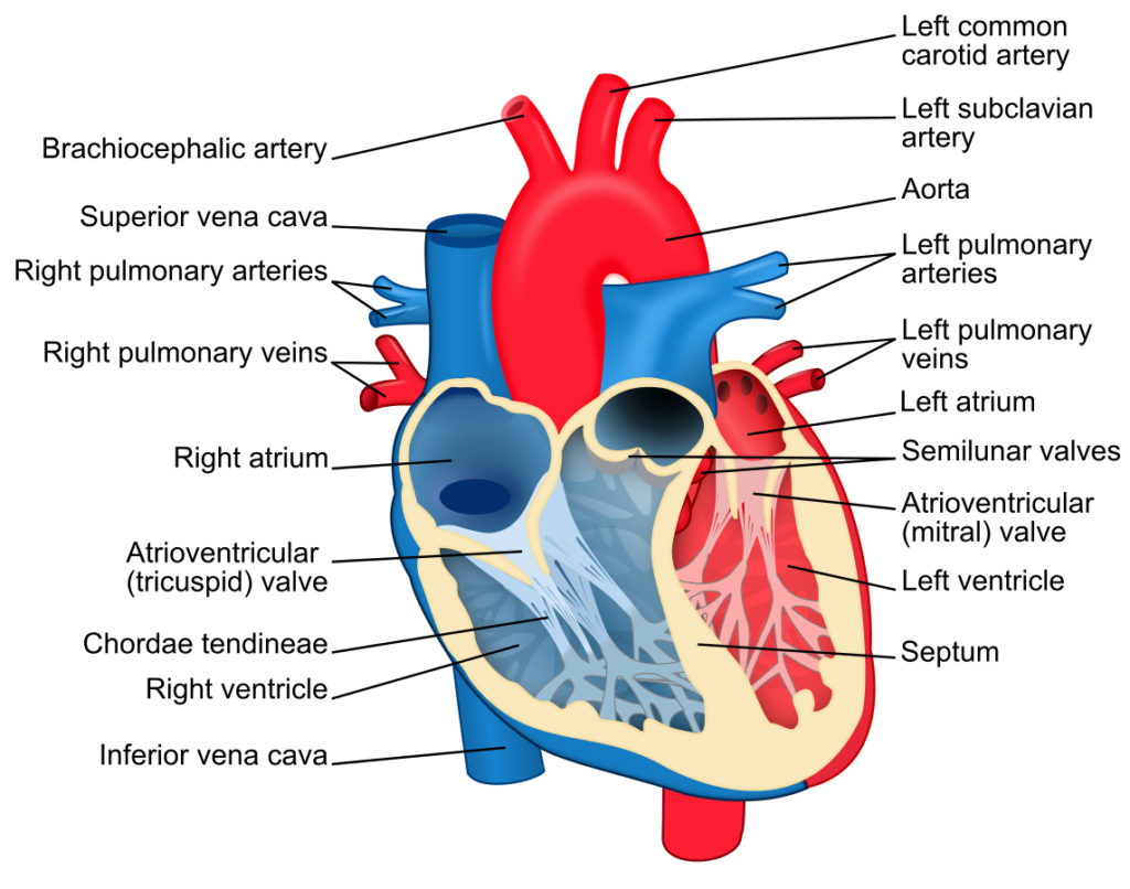 diagram of the human heart